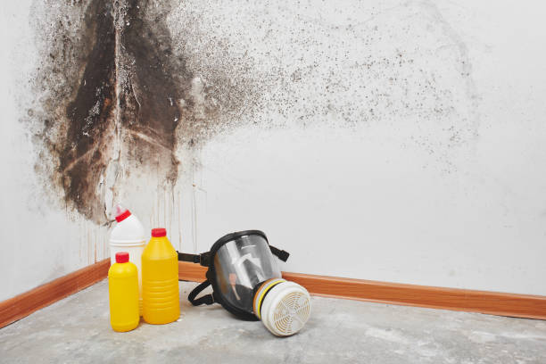 Best Affordable Mold Removal  in Woodland, WA