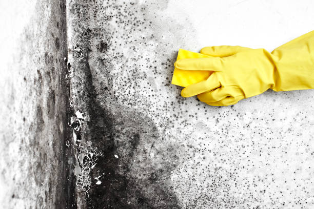Best Professional Mold Removal  in Woodland, WA
