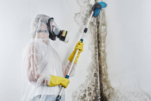 Best Mold Remediation Experts  in Woodland, WA