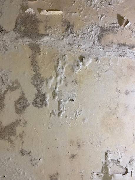 Best Mold Testing  in Woodland, WA