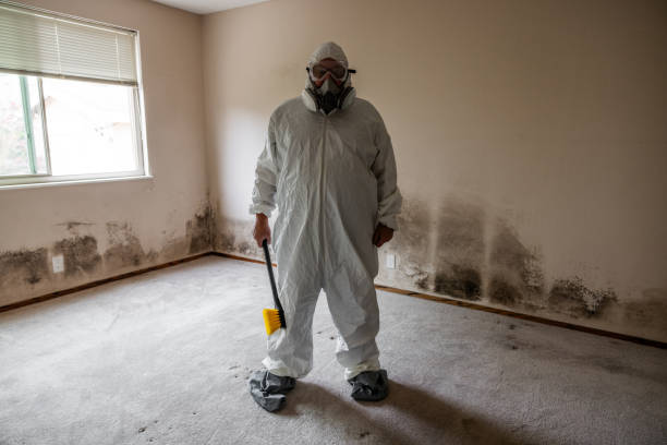 Trusted Woodland, WA Mold Removal Experts
