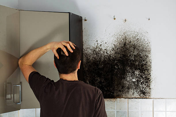 Best Mold Removal Company Near Me  in Woodland, WA