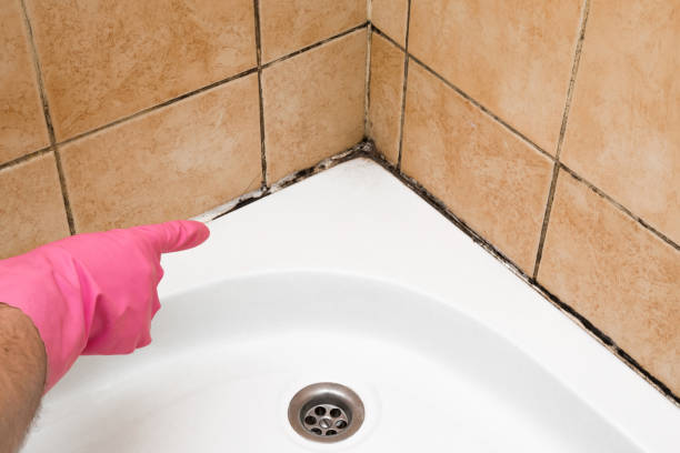 Best Mold Damage Repair  in Woodland, WA